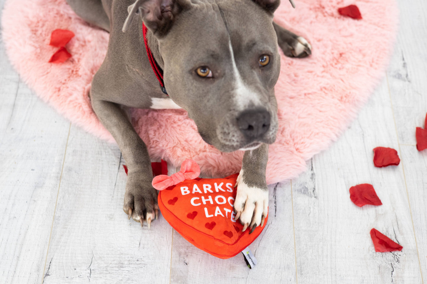 Barks of Chocolate Plush Dog Toy